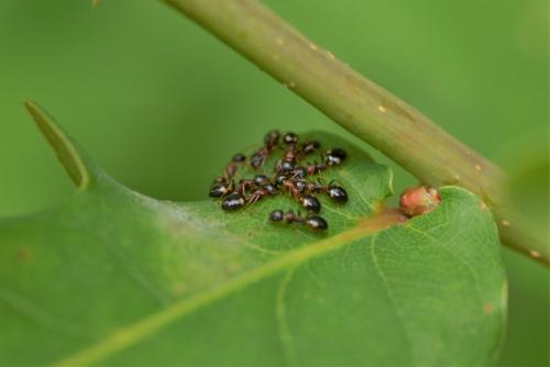 Réf. 259 315 : Dolichoderus quadripunctatus